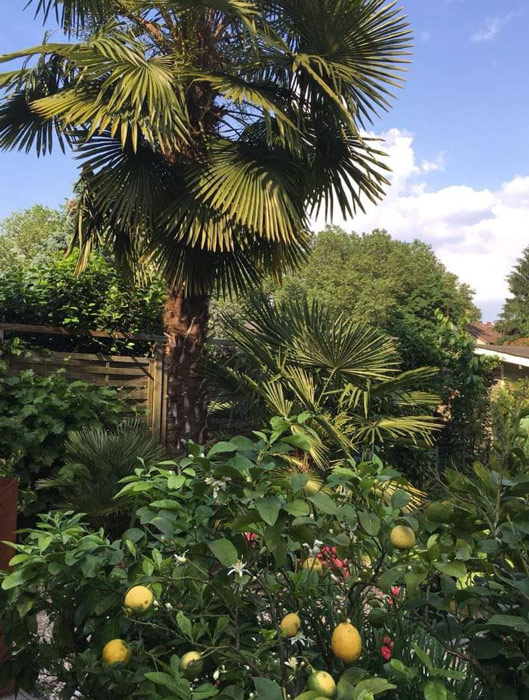 eine ausgepflanzte Trachycarpus fortunei (chinesische Hanfpalme) mit 8 Metern Höhe