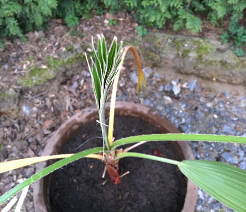 das Wachstum der Washingtonia robusta oder auch Petticoat Palme beginnt wieder