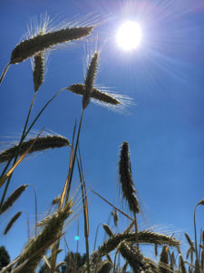 Kornfeld an einem schönen Sommertag