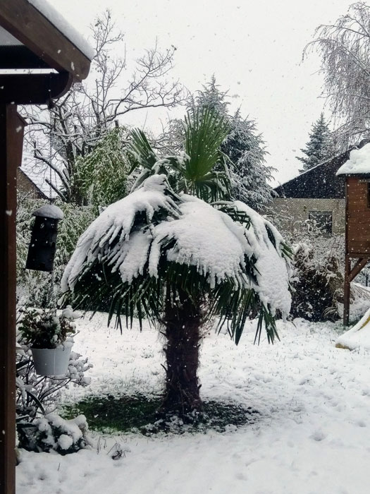 ausgepflanzte Trachycarpus fortunei im Winter mit Schnee bedeckt