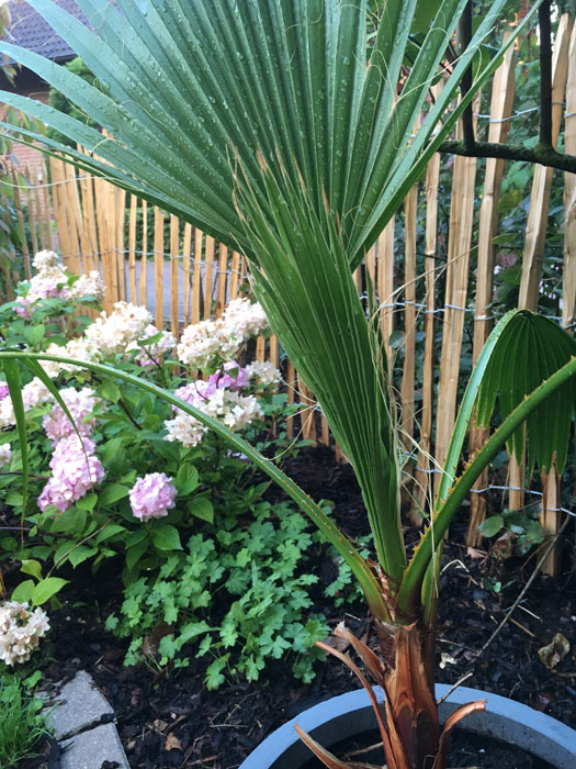 Washingtonia robusta im Landhausgarten