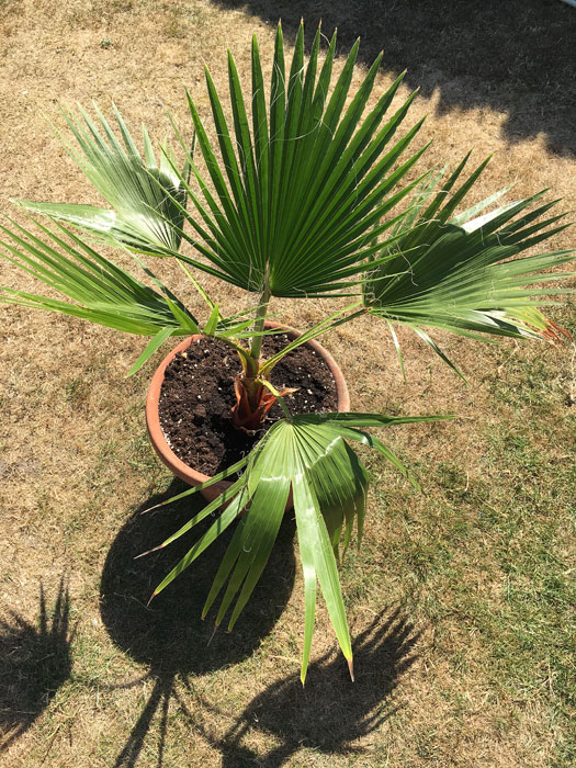 Bild: Wachstum Washingtonia robusta nach 2 Jahren