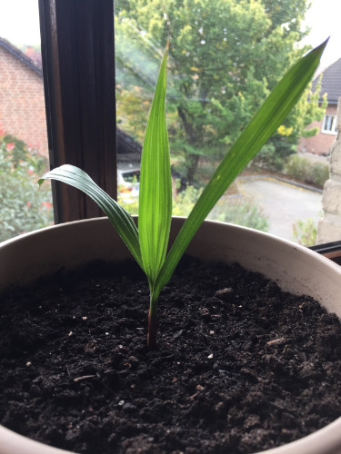 Jungpflanze der Washingtonia robusta, Wachstum ca. 4-6 Monate nach Keimung