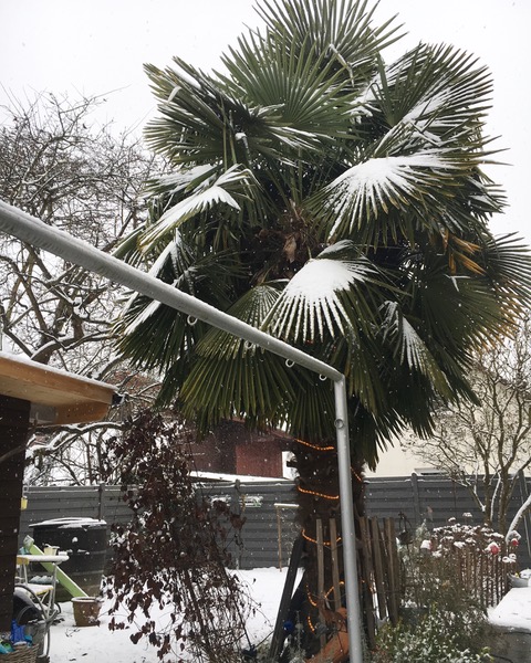 Hanfpalmen mit Schnee bedeckt