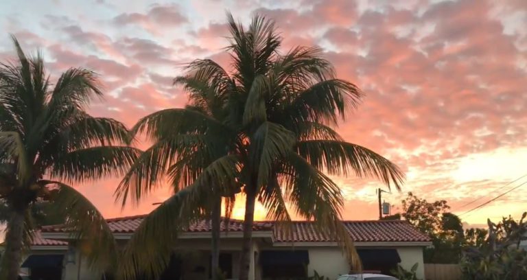 Kokospalmen in Miami am Haus