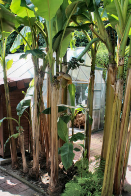 Bild der Bananen Pflanzen Musa basjoo im dinslakener garten