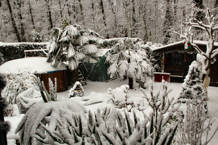 Bild: Palmen mit Schnee bedeckt in Dinslaken