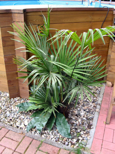 Bild der frisch gepflanzten Hanfpalme im Garten vor einigen Jahren 