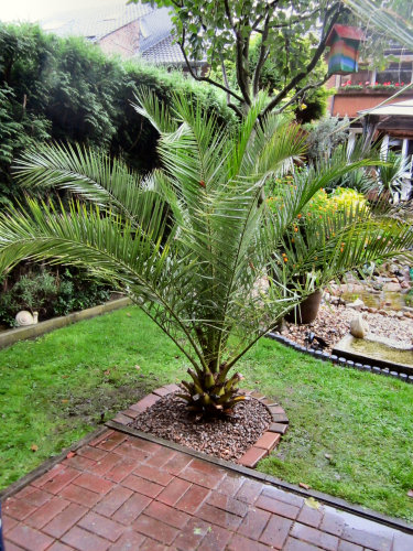 hier wurde eine Phoenix canariensis ausgepflanzt, allerdings mit Heizdraht an der Wurzel 