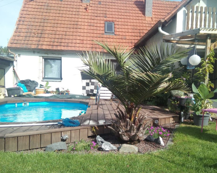 Bild: Honigpalme und Pool in Bayern