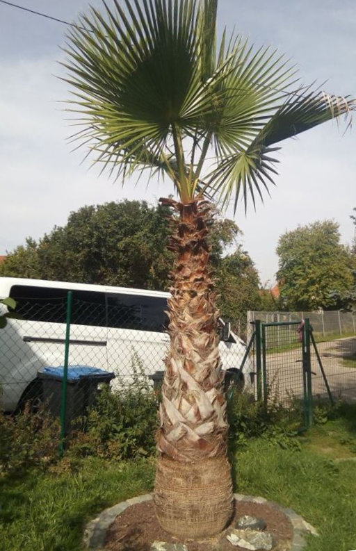 Bild: ausgepflanzte Washingtonia robusta in Deutschland 