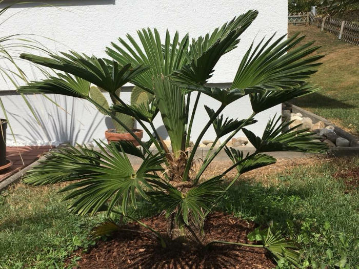 Bild einer Trachycarpus wagnerianus im geschätzten Alter von ca. 5 Jahren 