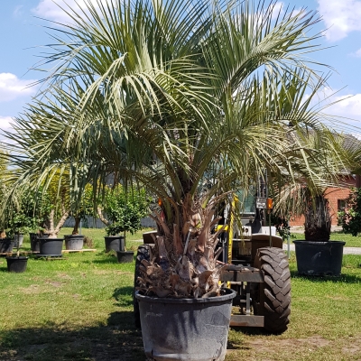 Bild: Butia capitata (Bildnachweis meditpalmen.de)