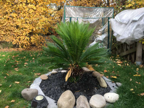 Bild des ausgepflanzten Cycas revoluta Palmfarn