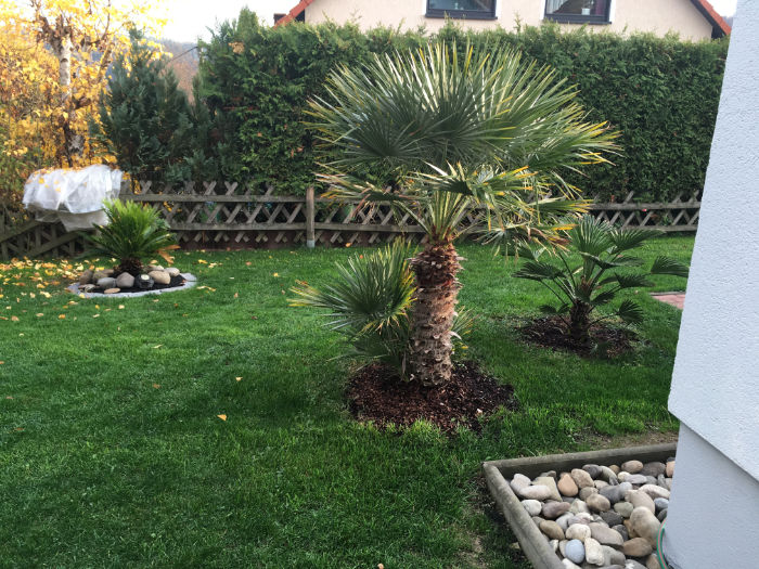 Bild einer ausgepflanzten Chamaerops humilis Zwergpalme in Torstens Garten