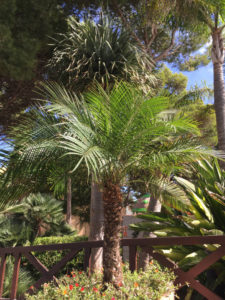 Bild: Phoenix roebelinii auf Mallorca