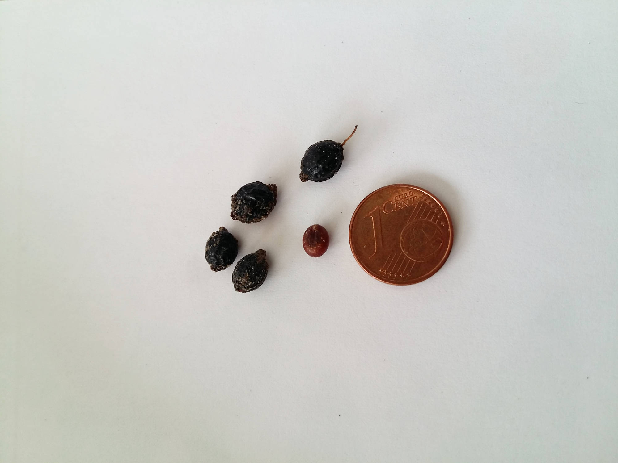 Bild der Samen einer Washingtonia filifera