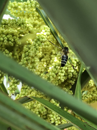 Bild einer Biene in der Blüte der Trachycarpus fortunei