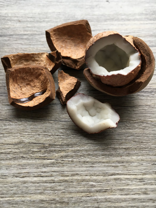 Bild einer geknackten kleinen Kokosnuss. Dem Samen einer Jubaea chilensis oder auch Honigpalme genannt.