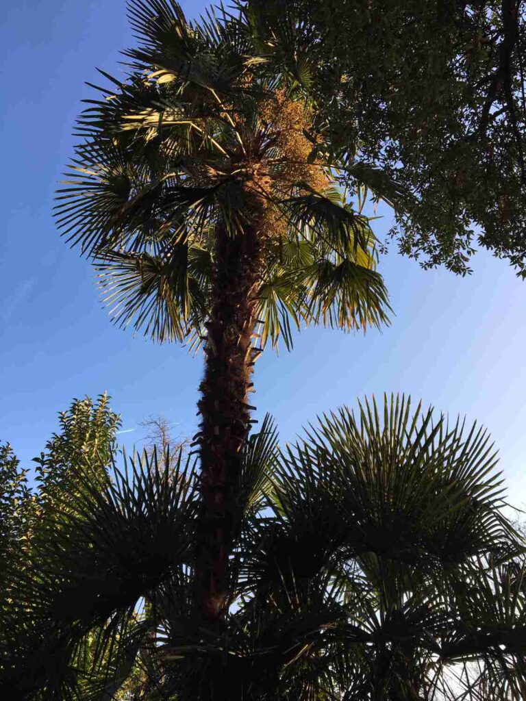 prachtvolle winterharte Palmen mit mehreren Metern Höhe