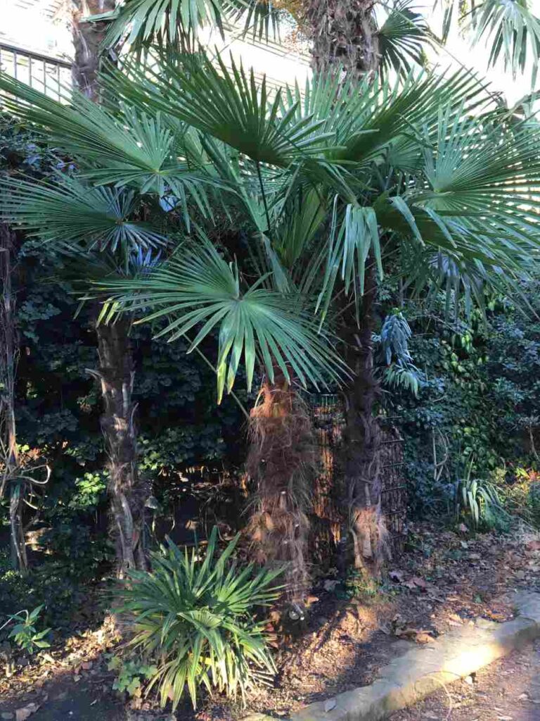 Bild Trachycarpus Nanus neben anderen etwas größeren Hanfpalmen