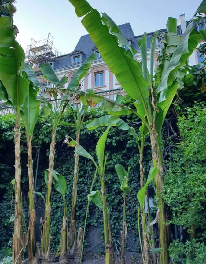 Bild von Musa Basjoo Bananenpflanzen im Frankfurter Nizza Park