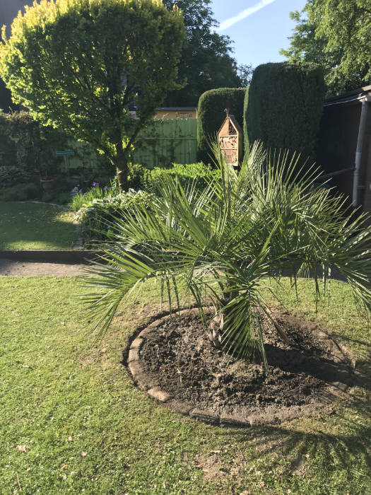 Bild der neuen Butia capitata im Garten