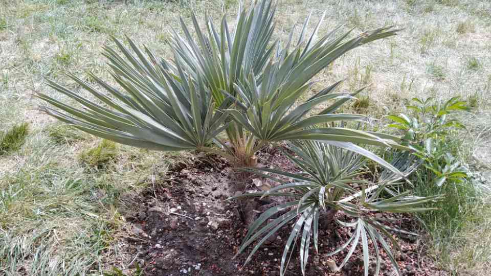 seltene Palmenart Trithrinax campestis ausgepflanzt in Deutschland