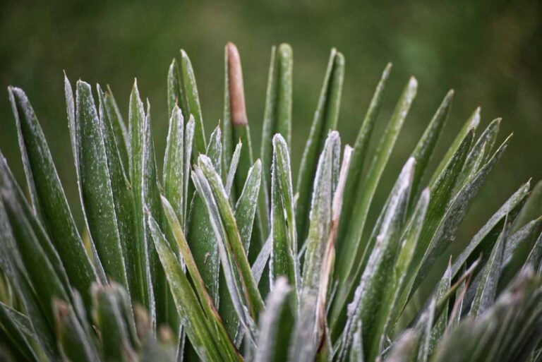 feine Wedel der chamaerops humilis / vulcano im detail