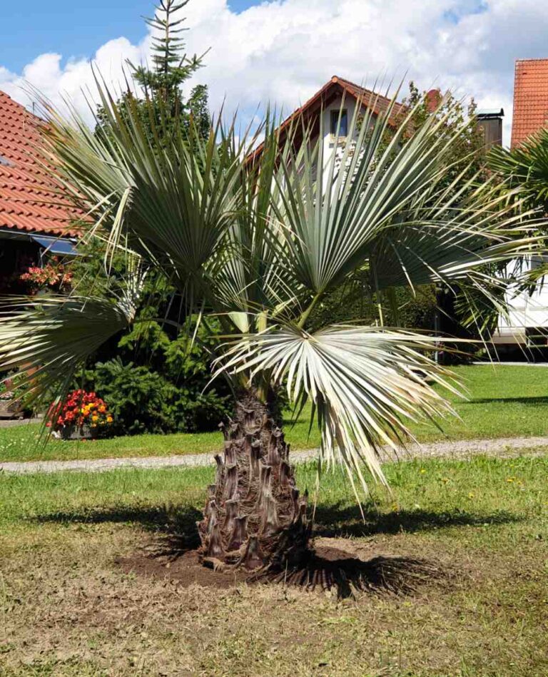 Brahea armata Nähe Bodensee ausgepflanzt