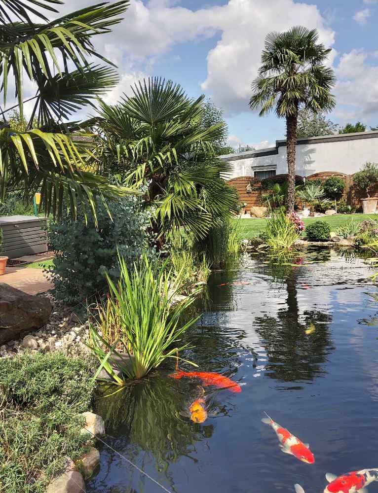 Koi Teich und eine große Trachycarpus fortunei, sowie weitere kleine in Orberhausen