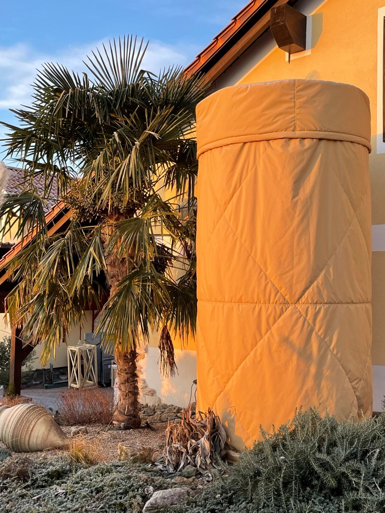 Bild einer großen Trachycarpus fortunei ohne Winterschutz und einer im Winterschutz eingepackten Palme. Der Winterschutz hat eine beige Farbe und einen größeren Durchmesser