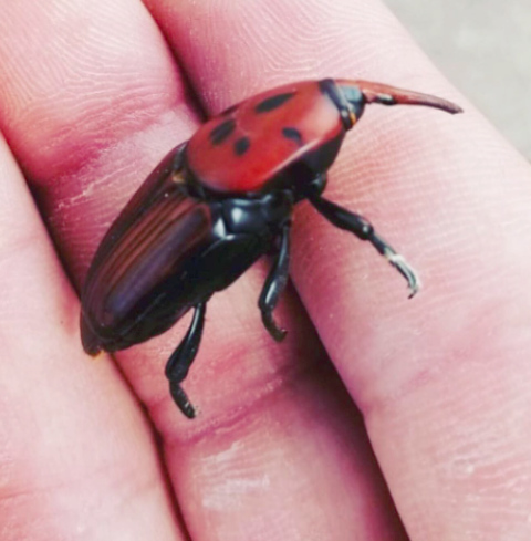 Bild vom Palmrüssler Käfer Rhynchophorus ferrugineus