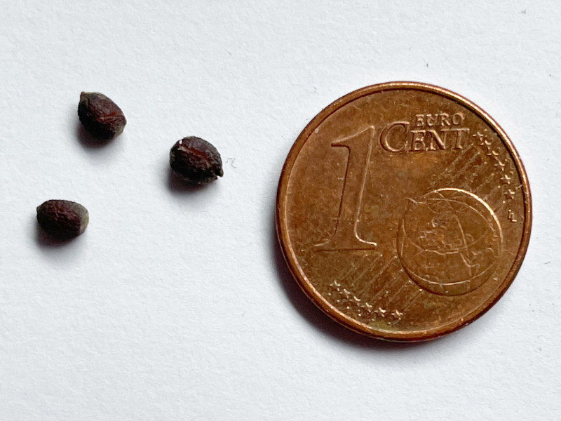 Fotos von kleinen Samen der Spuckpalme, Madagaskar jewel im Größenvergleich mit einem Centstück. 
