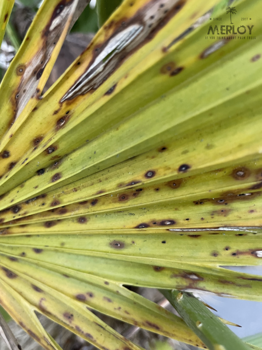 Bild eines Palmwedels oder Plamblattes mit schwarz-braunen flecken, die auf einen Pilzbefall hindeuten. 