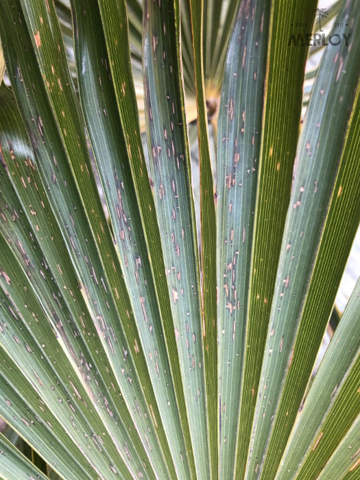 Bild von Rissen in einem Palmwedel der Trachycarpus fortunei, Hanfpalme nach dem Winter