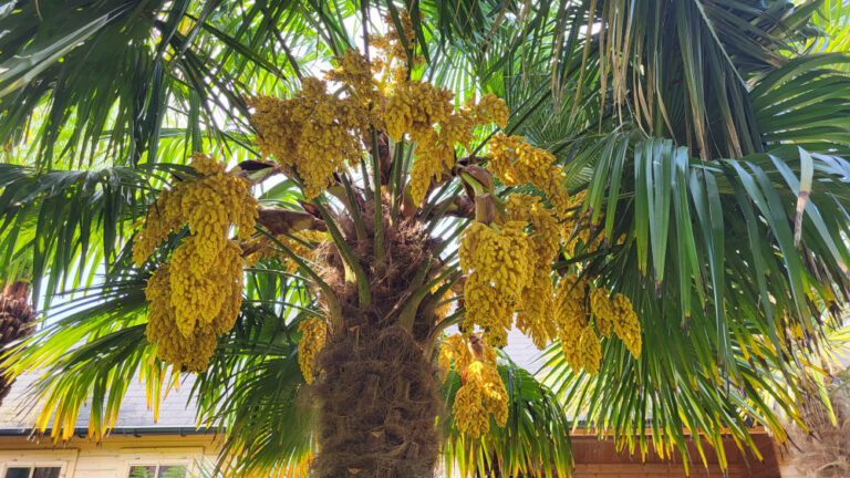 Trachycarpus fortunei (chinesische Hanfpalme) auf MERLOY 1