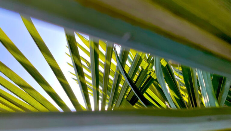 Bild mit Palmwedeln einer ausgepflanzten Trachycarpus fortunei im Kreis Borken.