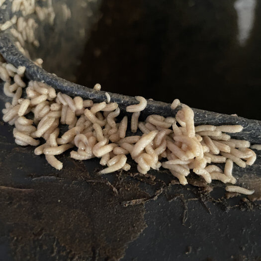 Bild von unzähligen Maden am oberen Biotonnen Rand die sich in kürzester Zeit entwickelt haben und bei geschlossener Tonne oben versammeln.