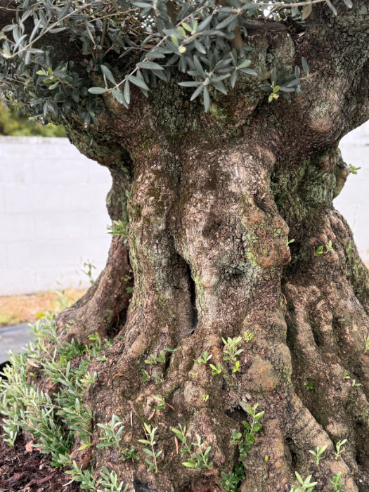 Bild des Stammes eines fast 800 Jahre alten Olivenbaumes zum Verkauf in Deutschland. Der Baum stammt aus Spanien und wird dort für die Olivenproduktion genutzt.